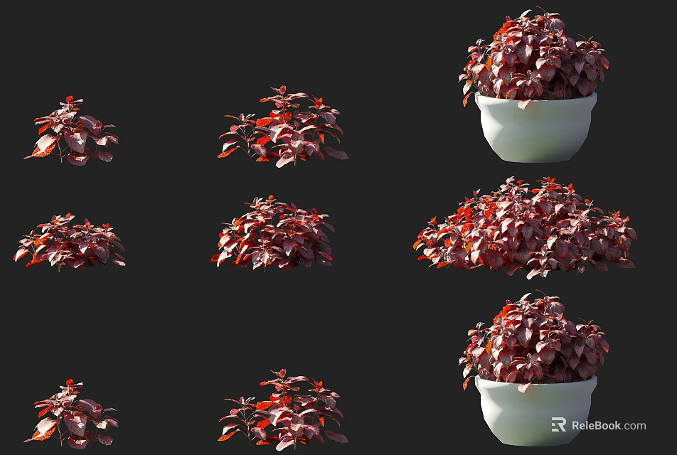 Indoor Decorative Red Leafy Plants in White Ceramic Pots Various Display Styles 3d model 