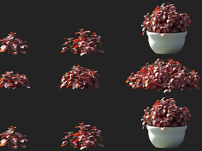 Indoor Decorative Red Leafy Plants in White Ceramic Pots Various Display Styles 3d model