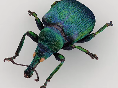 Iridescent Green Blue Beetle With Shiny Exoskeleton And Detailed Legs 3d model