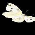 White Butterfly with White Wings Featuring Black Edges and Spots against Black Background