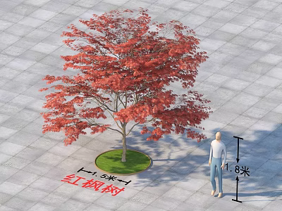 Red Maple Tree With 4 Meters Diameter And 1.8 Meters Person On Gray Pavement 3d model