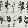 Various Potted Plants with Different Leaf Shapes in Stylish Planters and Stands for Home Decor