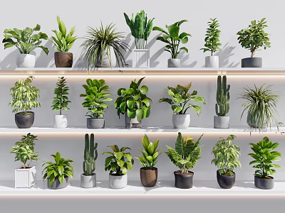 Various Types of Indoor Potted Plants Collection on Shelf for Home Decor 3d model
