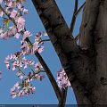 Deciduous Tree With Pink Blossoms Standing On Paved Ground Near Lamp Post