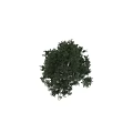 Tree Pit With Lush Green Foliage And Healthy Tree In Urban Setting