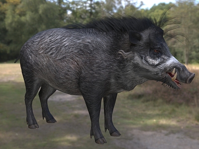 Visayas Wild Boar Visayas Warthog Curly Boar Animal model