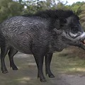 Visayas Wild Boar Visayas Warthog Curly Boar Animal 3d model