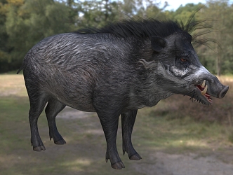 Visayas Wild Boar Visayas Warthog Curly Boar Animal 3d model