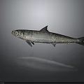 Silver Fish With Large Eyes And Black Spots On Gray Background With Reflection