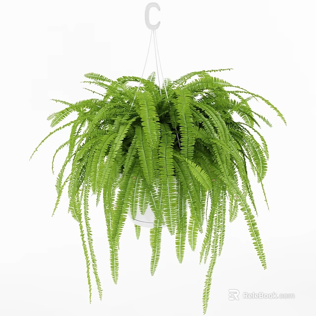 Fresh Lush Cascading Hanging Basket Fern Plant for Indoor Greenery Decor 3d model 