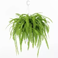 Fresh Lush Cascading Hanging Basket Fern Plant for Indoor Greenery Decor