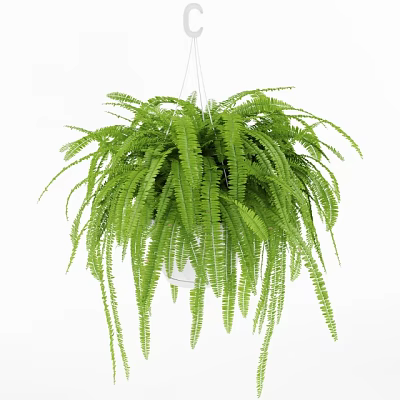 Fresh Lush Cascading Hanging Basket Fern Plant for Indoor Greenery Decor 3d model