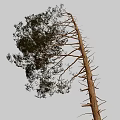 Tall Single Tree With Straight Trunk Green Leaves Branches And Exposed Roots