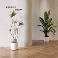 Modern Indoor Potted Plants With Green Leaves In White Ceramic Pots On Wooden Floor