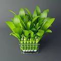 Fresh Green Bamboo Stalks Arranged in Transparent Square Vase with White Pebbles Base