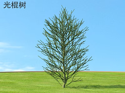 Green Euphorbia Tirucalli Shrub Growing In Grassy Field With Blue Sky Background 3d model