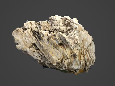 Natural Coral Marine Animal With Porous Structure And Brown White Textures 3d model
