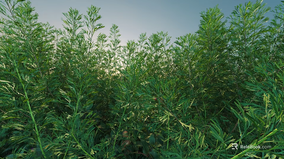 Lush Green Shrubs Flourishing In Sunlit Garden With Dense Foliage And Healthy Growth 3d model 
