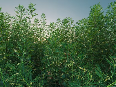 Lush Green Shrubs Flourishing In Sunlit Garden With Dense Foliage And Healthy Growth 3d model