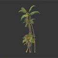 Four Palm Arbor Trees With Different Sizes And Green Foliage