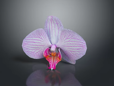 Beautiful Purple Orchid With Striped Petals And Pink White Center On Dark Background 3d model