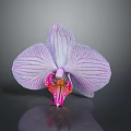 Beautiful Purple Orchid With Striped Petals And Pink White Center On Dark Background
