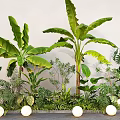 Lush Tropical Green Plant Arrangement With Tall Banana Leaf Plants And White Spherical Lights