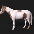 Brown And White Spotted Horse 3D Model Standing On Black Background 3d model
