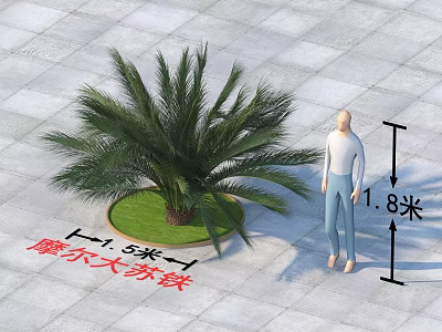 Moore Cycad Plant With 1.8 Meters Height And 1.5 Meters Diameter On Square Pavement Tiles 3d model