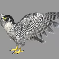 Falcon with Patterned Feathers Spreading Wings and Yellow Talons on Gray Background