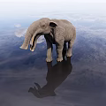 Majestic Reptile Crocodile Standing Under Sky With Calm Water Reflection Scene