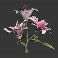 Pink and White Lilies in Vase with Green Leaves on Dark Background