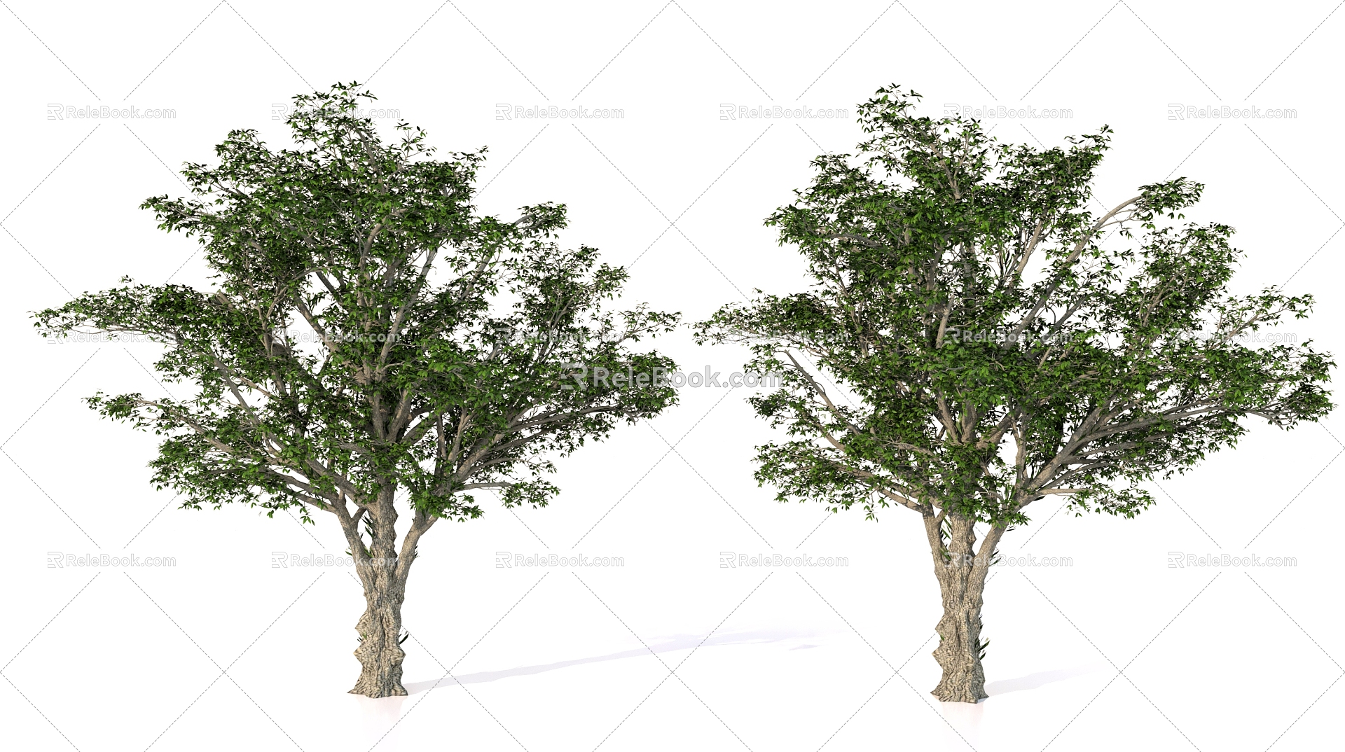 Plant Realistic Tree Landscape Tree Vegetation model