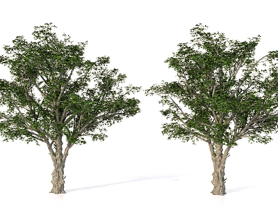 Plant Realistic Tree Landscape Tree Vegetation model