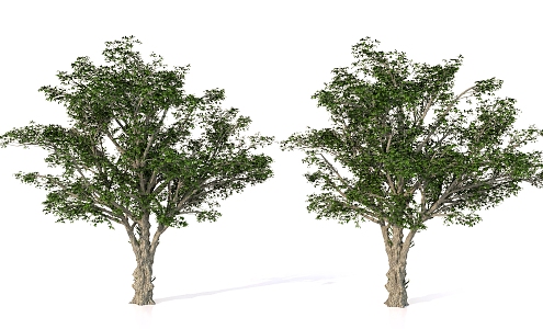 Plant Realistic Tree Landscape Tree Vegetation 3d model