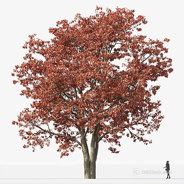 Tall Deciduous Arbor With Vibrant Red Autumn Leaves And Strong Trunk 3d model 