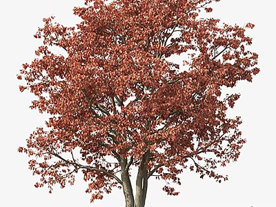 Tall Deciduous Arbor With Vibrant Red Autumn Leaves And Strong Trunk 3d model