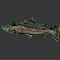 Colorful Rainbow Trout With Green Pink Black Spots Streamlined Body On Gray Background With Reflection