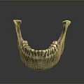 Medical Device Anatomical Mandible Model Used For Medical Training And Education