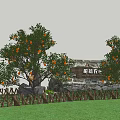 Modern Orange Tree Citrus Tree Orange Tree Mai Huo Ponkan Orange Qingcan Varieties Fruit Tree 3d model