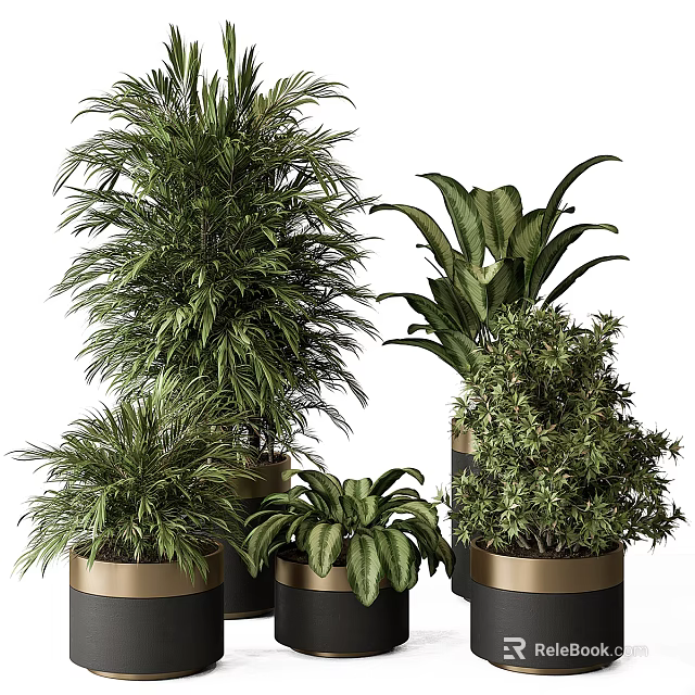 Bonsai Potted Plants For Indoor Decor With Various Green Species In Gold And Black Pots 3d model 