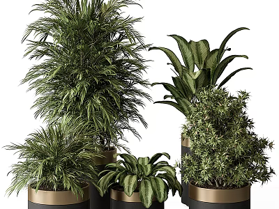 Bonsai Potted Plants For Indoor Decor With Various Green Species In Gold And Black Pots 3d model