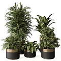 Bonsai Potted Plants For Indoor Decor With Various Green Species In Gold And Black Pots