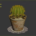 Natural Green Cactus Plant in Rustic Terracotta Pot on Patterned Doily Mat