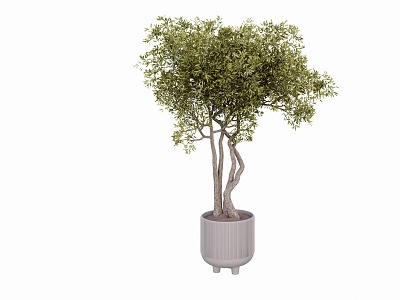 Home improvement potted plants 3d model