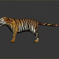 3D Tiger In Standing Pose With Orange Black Stripes White Underbelly On Dark Reflective Ground 3d model
