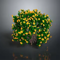 Potted Shrub Plant With Yellow Flowers And Green Leaves In Round Shape