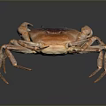 Orange Brown Crab With Claws And Legs On Dark Reflective Background
