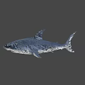 Realistic Blue Shark 3D Model With Open Mouth And Sharp Teeth