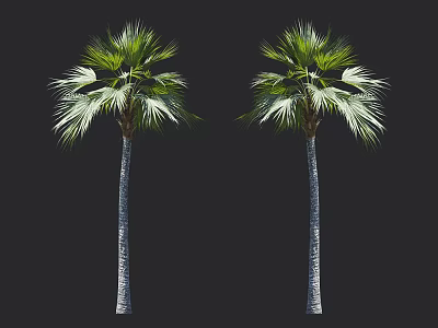 Two Tall Palm Trees with Slender Trunks and Lush Green Fronds Displaying Tropical Arbor Features 3d model